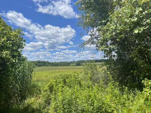 A lush green landscape with tall grass and trees under a bright blue sky filled with fluffy white clouds.