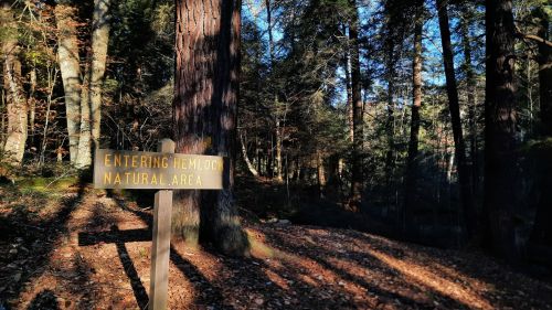A wooden sign reading "Entering Hemlock Natural Area" stands among tall trees in a forested area with fallen leaves.