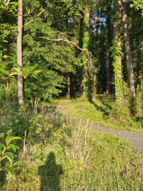 A winding path through a lush green forest with tall trees and sunlight filtering through the leaves.