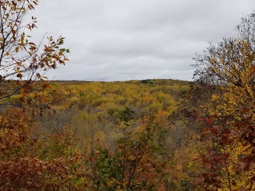A scenic view of rolling hills covered in autumn foliage, featuring vibrant yellow and orange leaves under a cloudy sky.