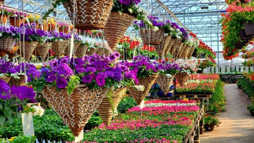 A vibrant greenhouse filled with hanging baskets of colorful flowers and rows of blooming plants.