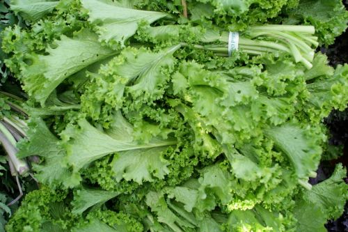 A close-up of fresh, vibrant green lettuce leaves with a curly texture, arranged in a pile.