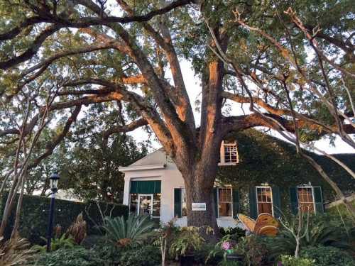 A large tree stands in front of a charming house, surrounded by lush greenery and colorful plants.