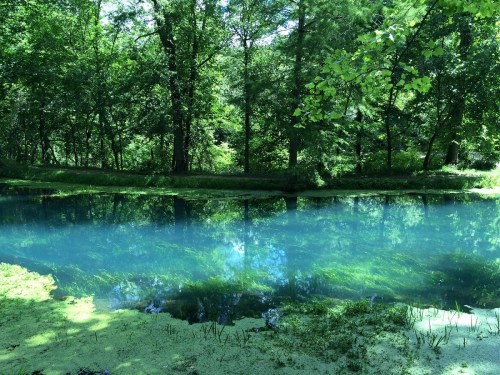 A serene pond surrounded by lush green trees, with clear blue water reflecting the vibrant foliage.