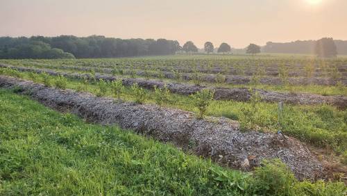 A serene field with rows of young plants surrounded by mulch, under a soft morning light. Trees line the background.