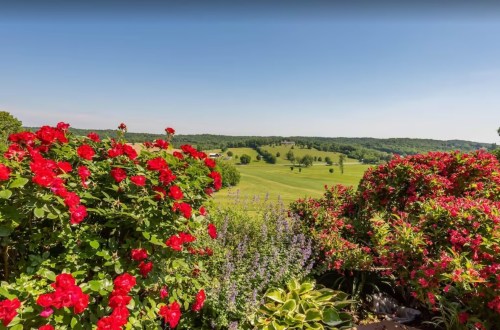 A scenic view of rolling green hills and vibrant red flowers under a clear blue sky.