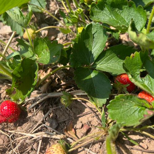 Close-up of strawberry plants with ripe red strawberries and green leaves in a garden setting.