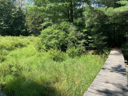 A wooden bridge leads through lush green vegetation in a serene, wooded area under bright sunlight.