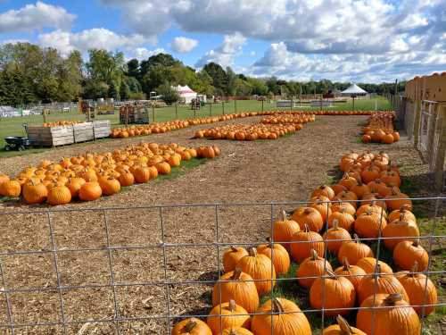 A field filled with rows of bright orange pumpkins under a blue sky with fluffy clouds.