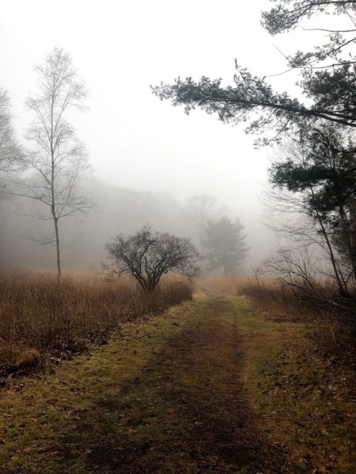 A misty path through a foggy landscape, flanked by sparse trees and tall grasses.