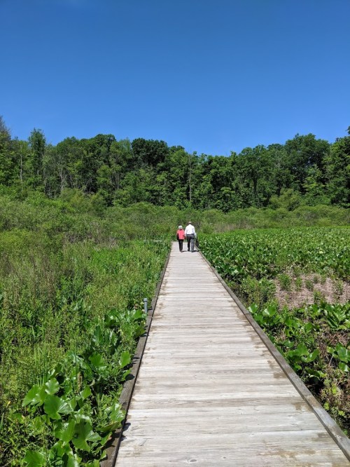 Two people walk along a wooden boardwalk through lush greenery under a clear blue sky.