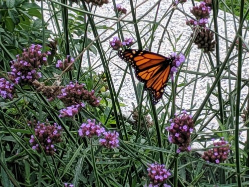A monarch butterfly perched on purple flowers amidst green foliage.