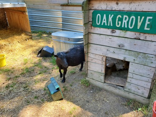 A black goat stands near a wooden shed labeled "OAK GROVE" in a grassy area with hay and a metal container nearby.