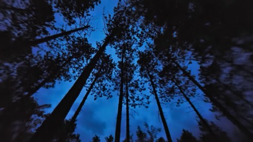 Silhouetted tall trees against a deep blue twilight sky, creating a serene and mysterious atmosphere.