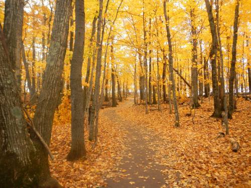 A serene forest path lined with tall trees, their leaves glowing in vibrant shades of yellow during autumn.