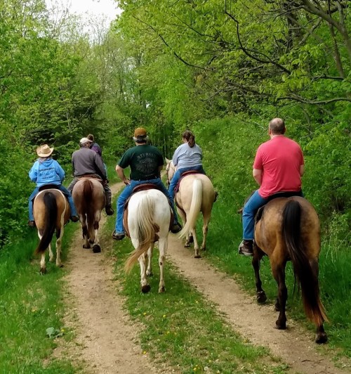 A group of people riding horses along a wooded trail, surrounded by lush greenery.