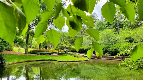 Lush green leaves frame a serene pond surrounded by trees and gardens in a peaceful park setting.