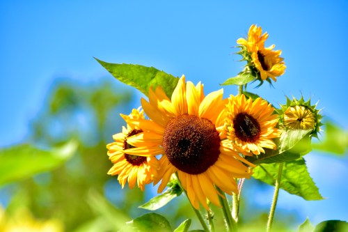 A cluster of vibrant sunflowers against a bright blue sky, showcasing their yellow petals and dark centers.
