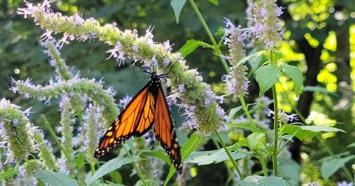 A vibrant orange butterfly perched on a green plant with purple flowers in a lush, green setting.