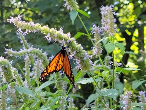 A vibrant orange monarch butterfly perched on a green plant with purple flowers in a lush, green environment.