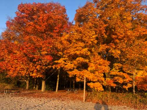 Vibrant autumn trees with orange and yellow leaves beside a sandy area, illuminated by warm sunlight.