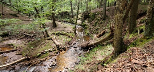 A serene forest scene featuring a winding stream surrounded by lush greenery and fallen trees.