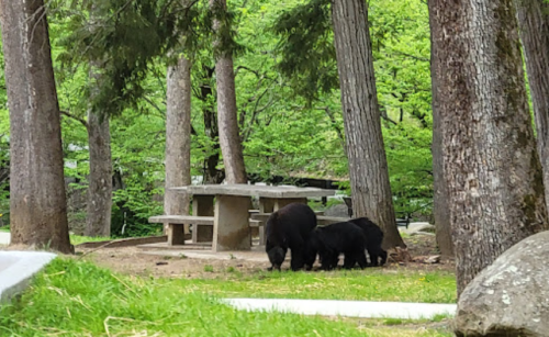 Three black bears foraging on grass near a picnic area surrounded by trees.