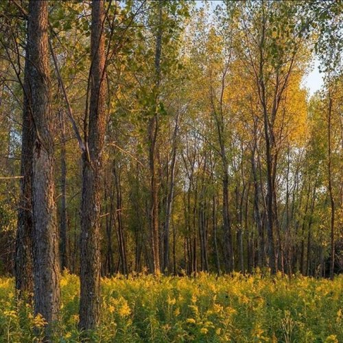 A serene forest scene with tall trees and vibrant yellow flowers in a sunlit clearing.