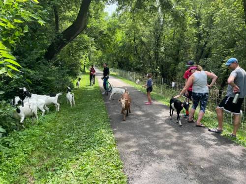 A group of people walking dogs on a lush, green trail surrounded by trees. Some dogs are playing nearby.