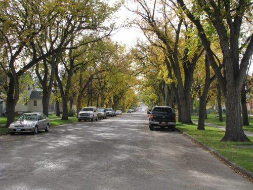 A tree-lined street with autumn foliage, featuring parked cars on either side and a cloudy sky above.