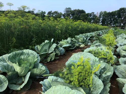 Lush green cabbage plants in a field, surrounded by tall grasses and trees under a clear blue sky.