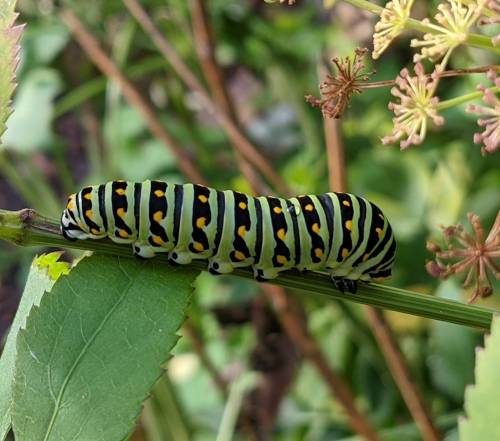 A colorful caterpillar with black, green, and yellow stripes resting on a green plant stem surrounded by leaves.