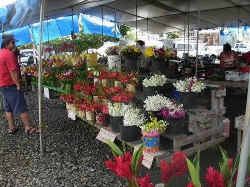 A vibrant flower market with colorful blooms in pots, under a tent, and shoppers browsing among the displays.