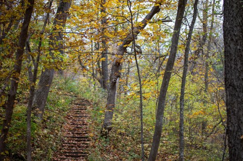 A winding path through a forest with autumn leaves in shades of yellow and orange, surrounded by tall trees.