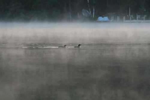 Two ducks swim through a misty lake, with fog hovering over the water's surface.