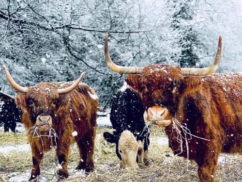 Two Highland cows in a snowy landscape, munching on hay, with trees and other cows in the background.