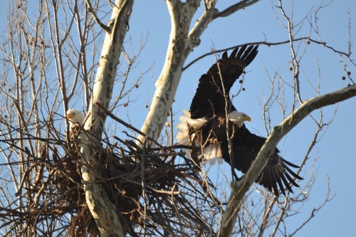 A bald eagle takes flight from a tree near its nest, with another eagle visible on a branch.