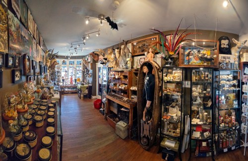 A quirky shop filled with eclectic decor, taxidermy, and various curiosities lining the walls and shelves.