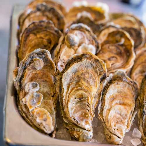 A tray of fresh oysters on ice, showcasing their textured shells and glistening interiors.