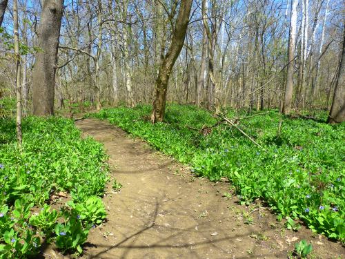 A dirt path winds through a lush green forest, surrounded by blooming wildflowers and tall trees.