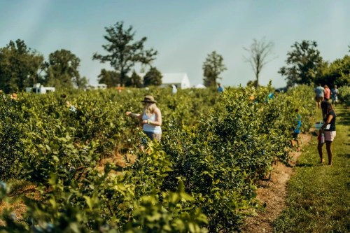 People picking blueberries in a sunny field, surrounded by lush green bushes and trees in the background.