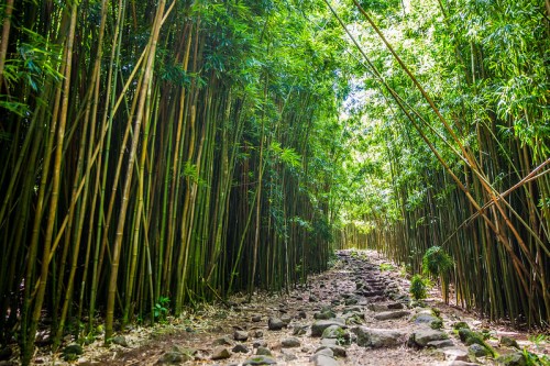 A serene path through a dense bamboo forest, lined with tall green stalks and scattered stones on the ground.
