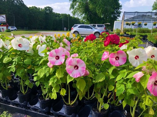 Colorful hibiscus flowers in pots, featuring pink, white, and red blooms, with a green landscape in the background.