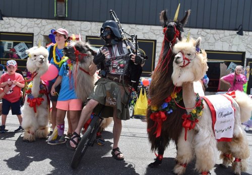 A person in a Darth Vader costume rides a bike alongside decorated llamas at a festive parade.