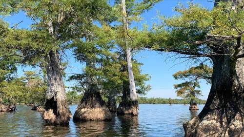 A serene swamp scene featuring cypress trees with distinctive knees rising from calm water under a clear blue sky.