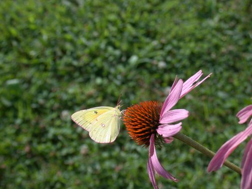 A yellow butterfly perched on a pink flower with a brown center, surrounded by green grass.