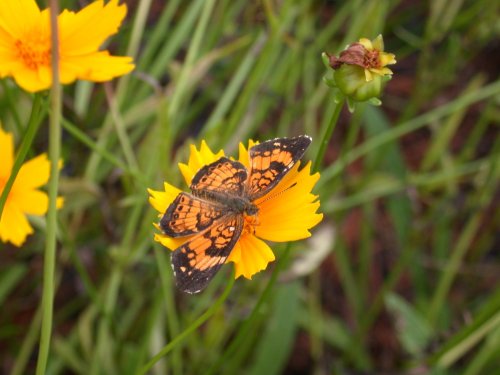 A butterfly with orange and black patterns resting on a bright yellow flower amidst green grass.