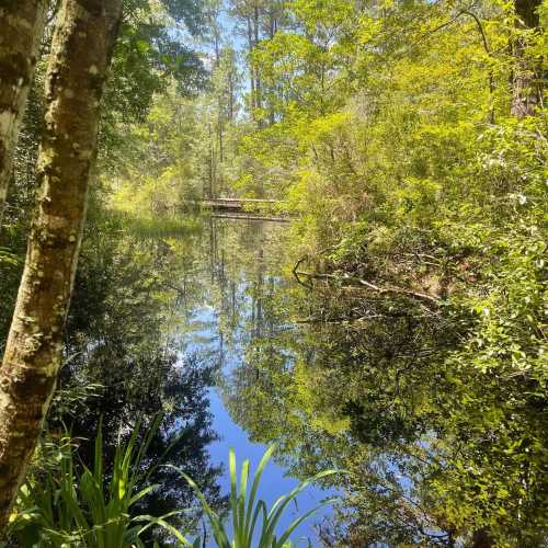 A serene pond surrounded by lush greenery and trees, reflecting the vibrant colors of nature.