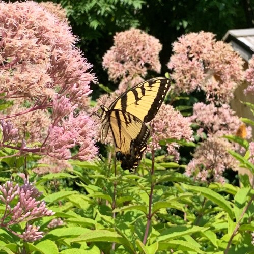 A yellow and black butterfly perched on pink flowers in a lush garden setting.