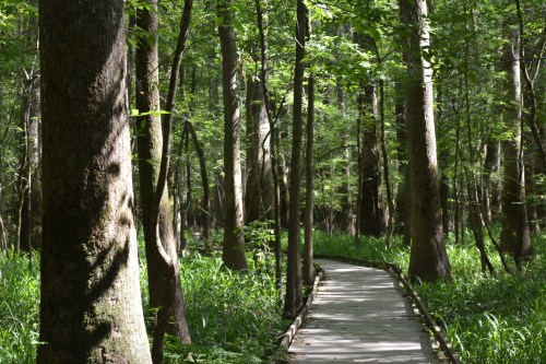 A serene forest path winding through tall trees and lush greenery, illuminated by dappled sunlight.